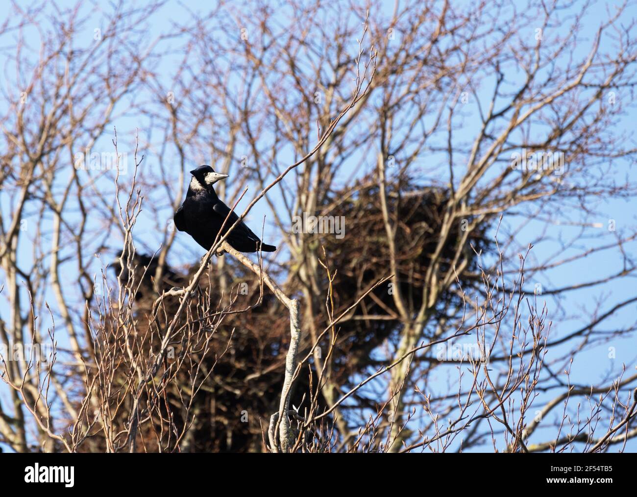 Rook nest hi-res stock photography and images - Alamy