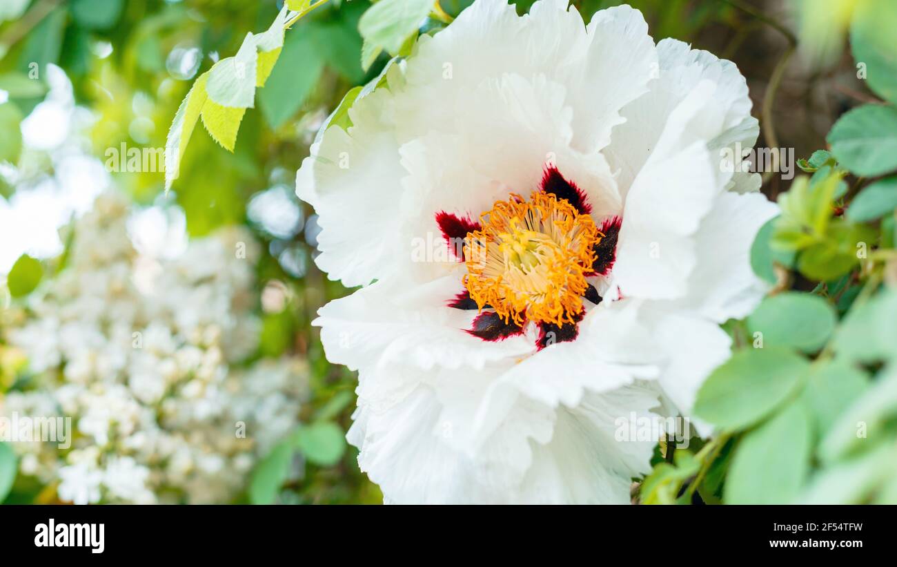 White peony blooming. Beautiful big spring flower blooms on bush. Tree peony Paeonia suffruticosa in garden. floriculture gardening. Long web banner Stock Photo
