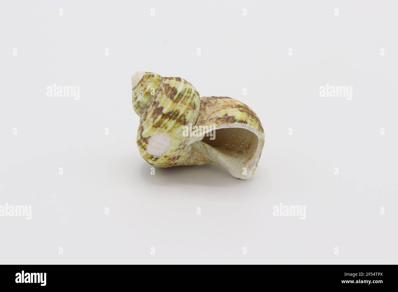 Sea shell isolated on a white background, Seashell on white background Stock Photo