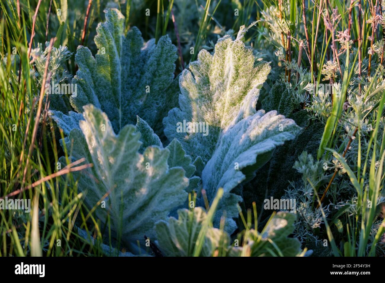 Shaggy large leaves of the plant Ethiopian sage or Salvia aethiopis, growing in the green meadow. Selective focus Stock Photo