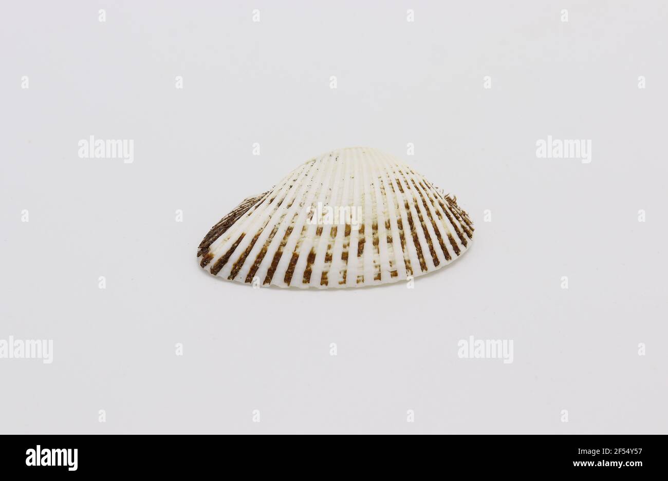 Sea shell isolated on a white background, Seashell on white background Stock Photo