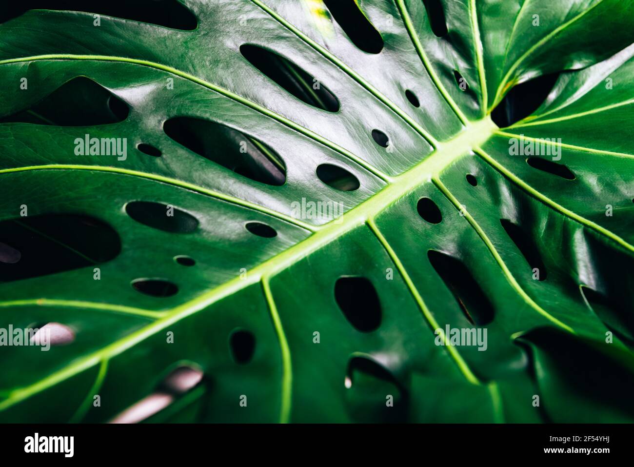 Tropical monstera leaves on yellow Stock Photo