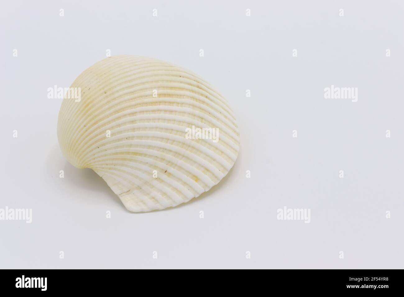 Sea shell isolated on a white background, Seashell on white background Stock Photo