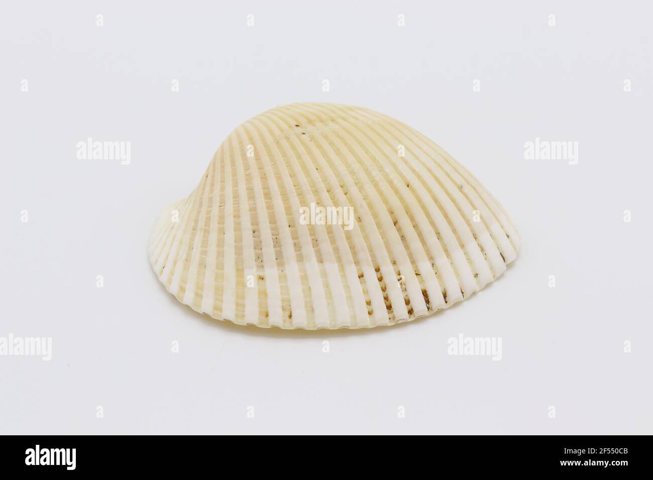 Sea shell isolated on a white background, Seashell on white background Stock Photo