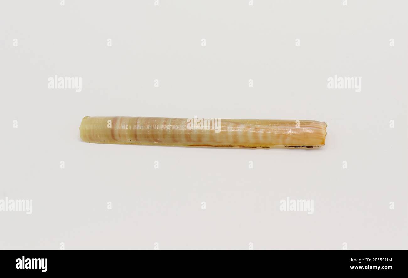 Sea shell isolated on a white background, Seashell on white background Stock Photo