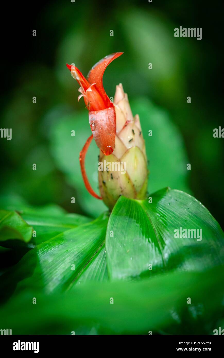 Exotic tropical flower bud Stock Photo Alamy