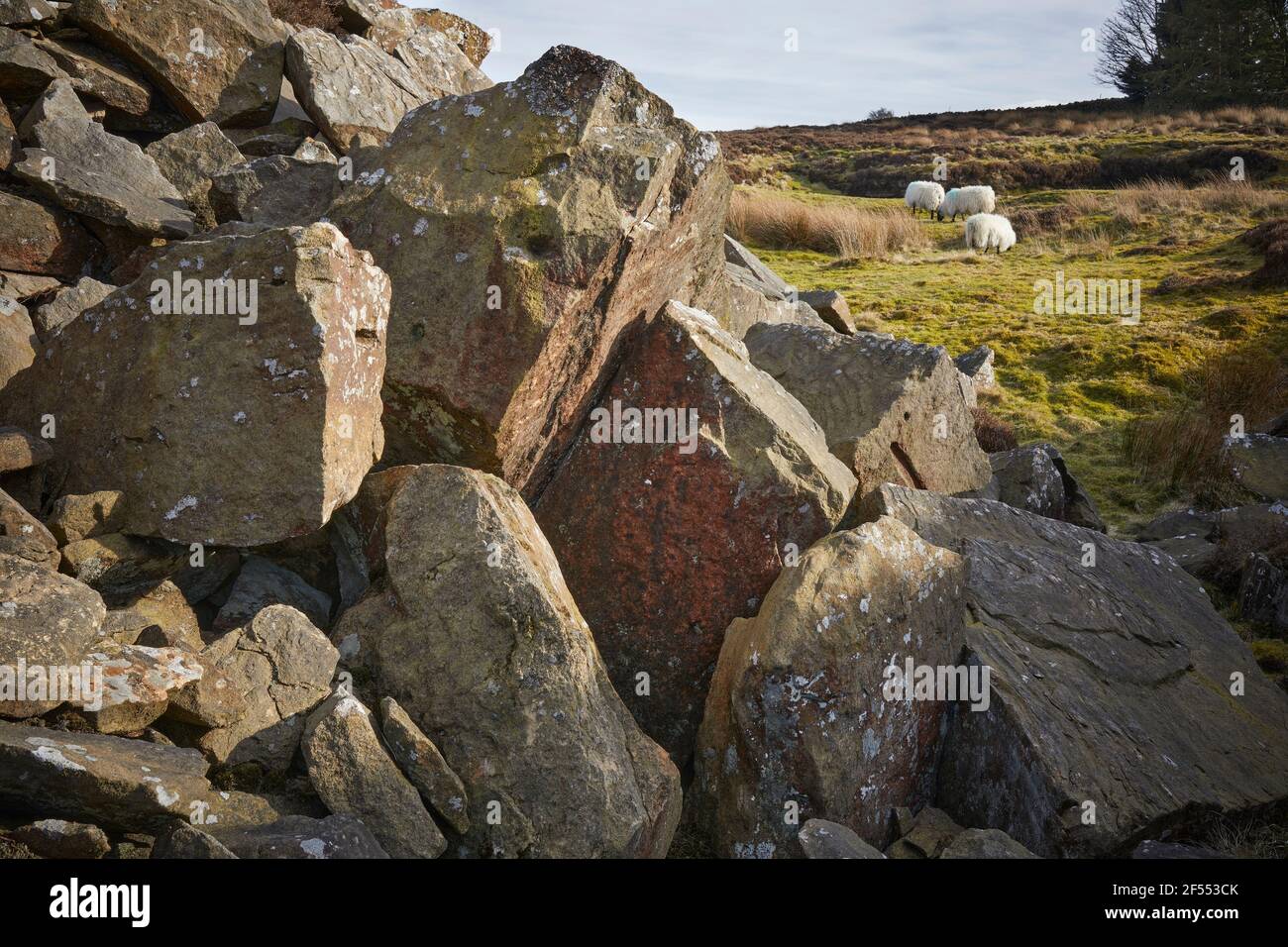 In Yorkshire, moorland sheep graze by the unfenced disused quarry Stock Photo