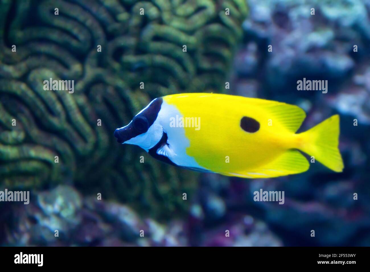 The blotched foxface, Siganus unimaculatus, is a species of rabbitfish found at reefs and lagoons. Except for the black spot on the rear upper body, i Stock Photo