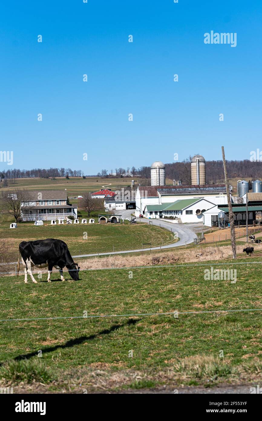 Jersey Cows - Bellvale Farms