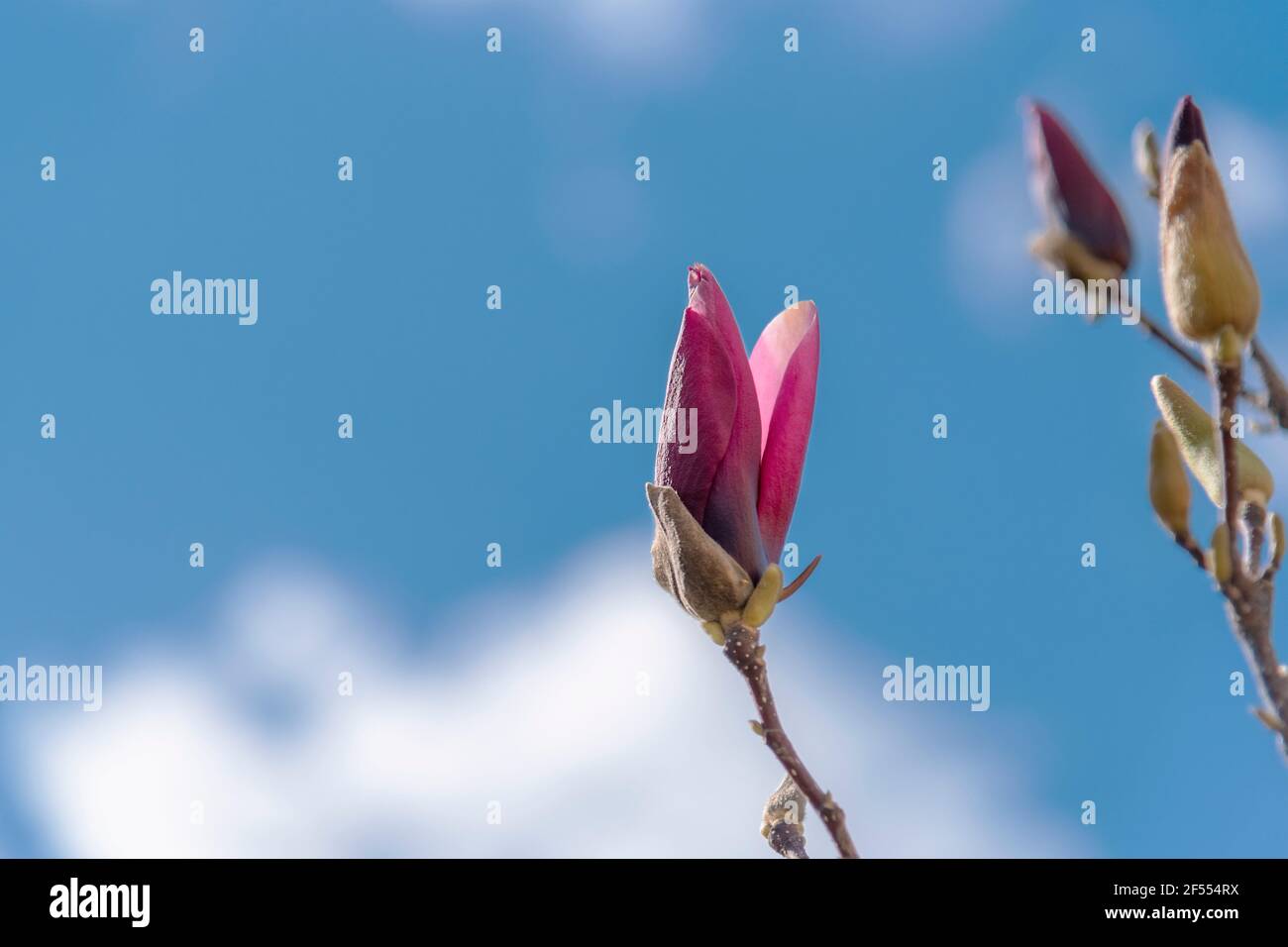 Magnolia And Bud High Resolution Stock Photography and Images - Alamy