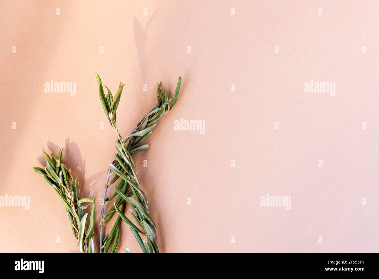 Olive branches in sunlight on beige background. Copy space Stock Photo