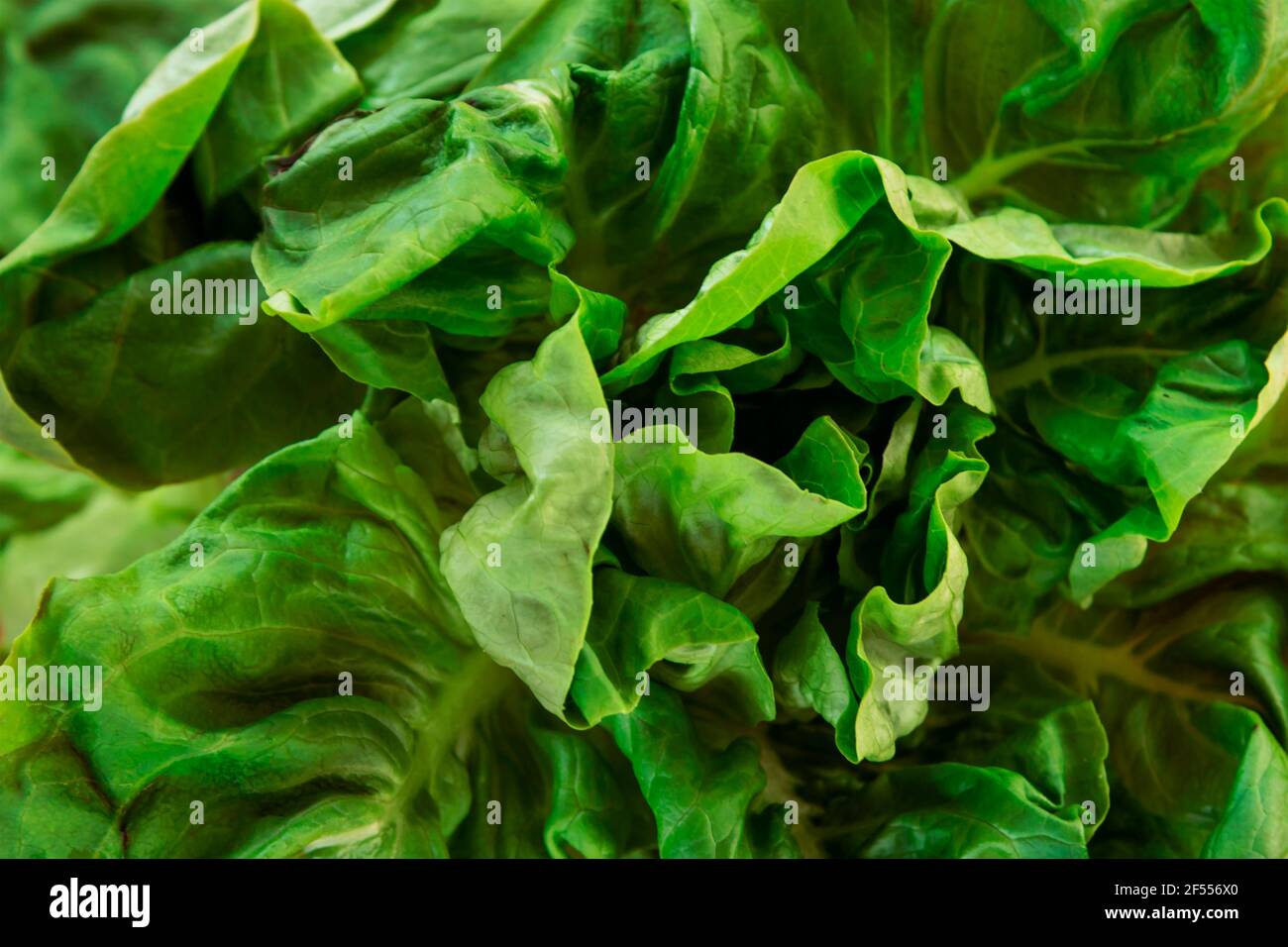 Green lettuce salad. Close up. Healthy food concept, background Stock ...