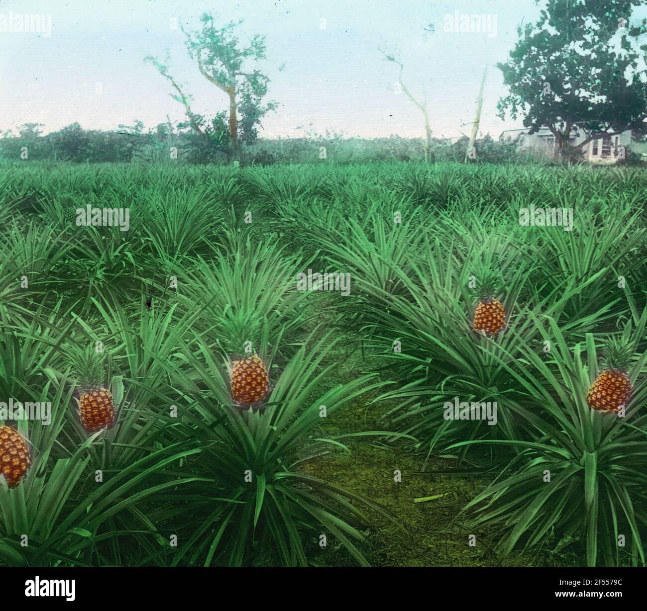 Pineapple plantation on Jamaica Stock Photo Alamy