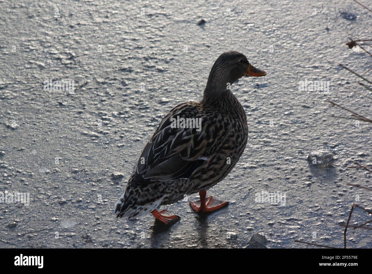 Solitary duck waddling on frozen ice. Duck in a cold winter habitat