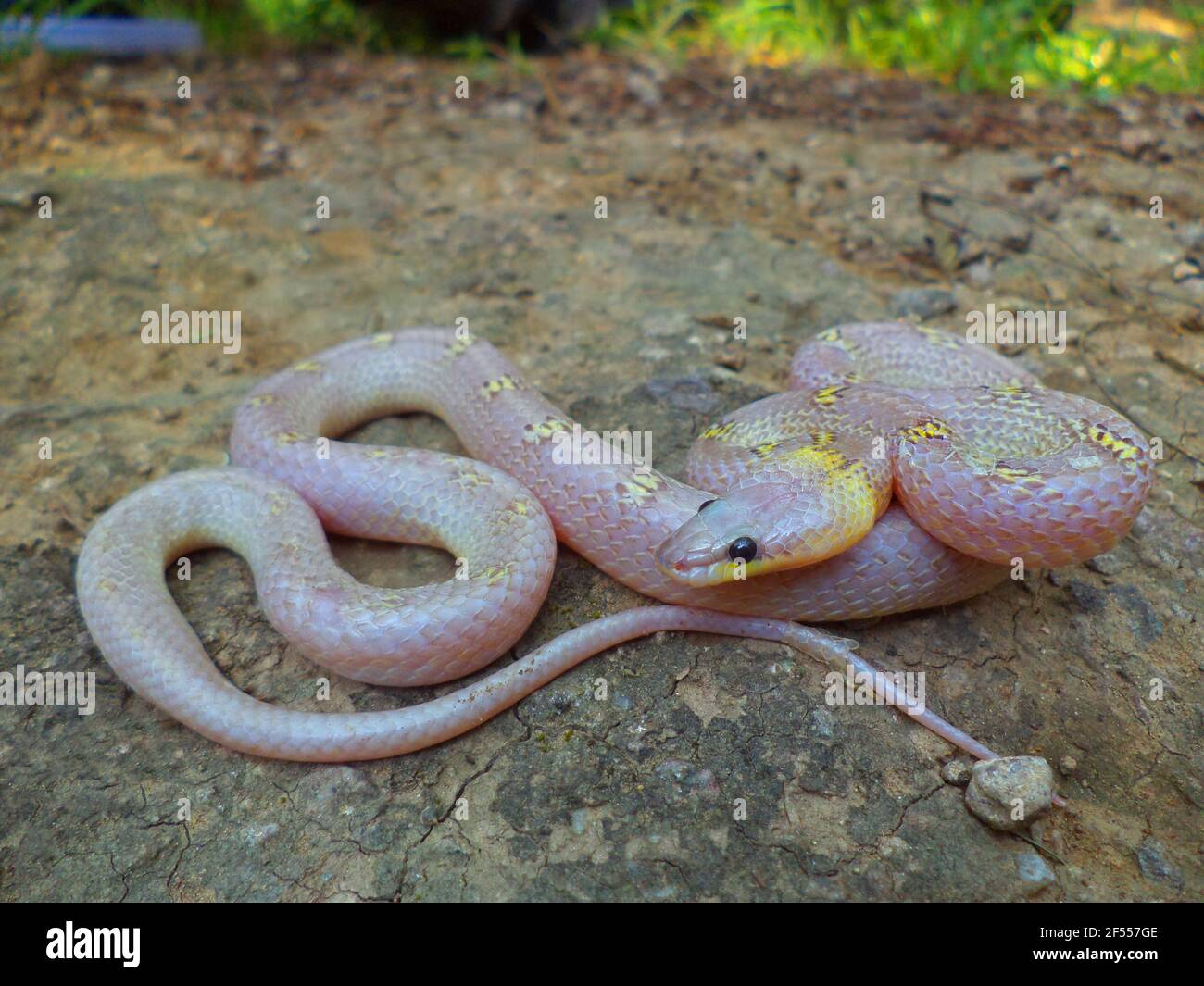 Albinism in wolf snake, Lycodon aulicus, Satara, Maharashtra, India Stock Photo