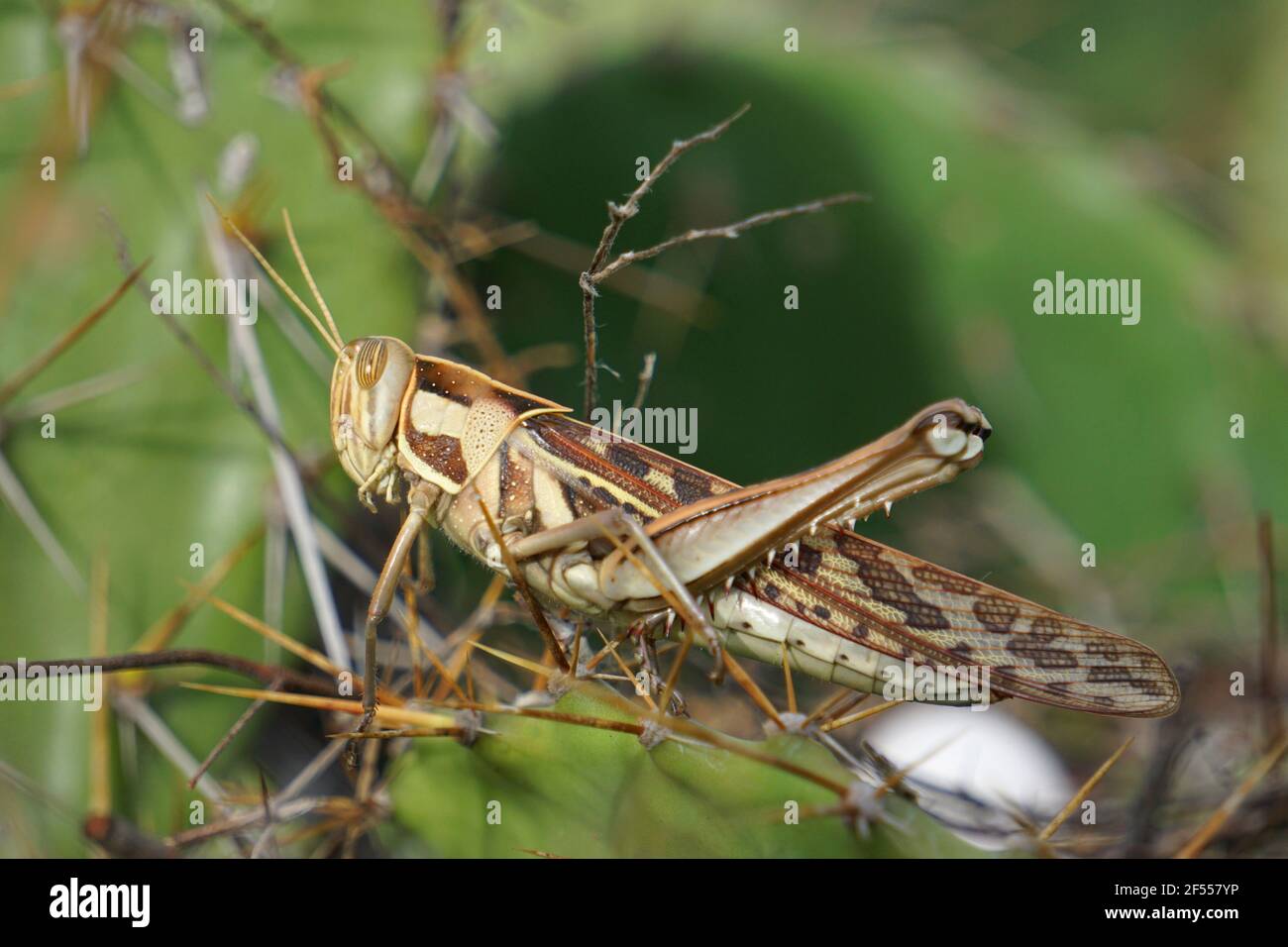 Migratory Grasshopper, Locusta migratoria, Satara, Maharashtra, India Stock Photo