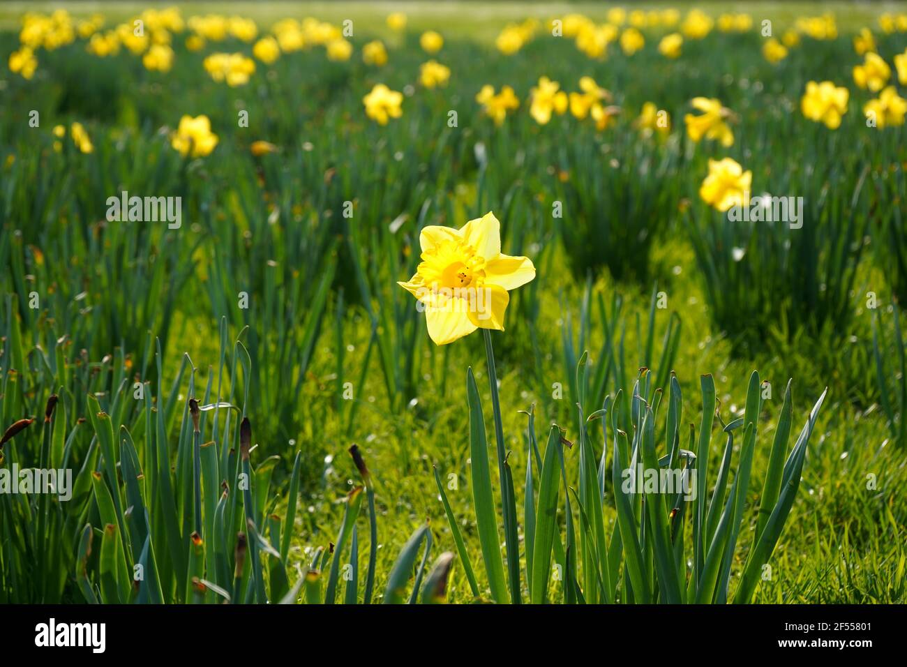 Yellow daffodils on a sunny Spring day - first Spring flowers. The Latin name for daffodil is 'narcissus'. In Germany, it is called 'Osterglocke'. Stock Photo