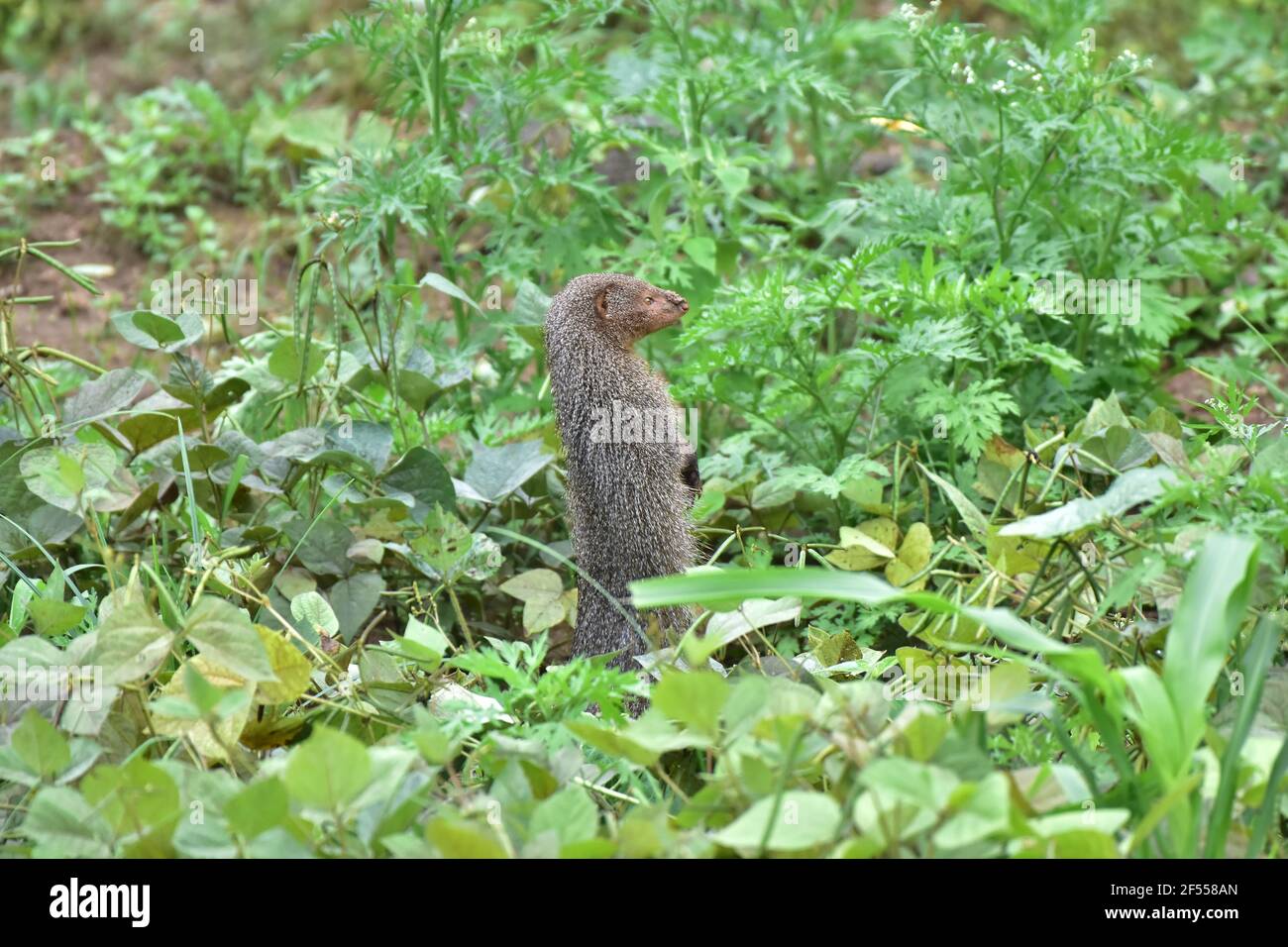 Indian grey mongoose, Herpestes edwardsii, Satara, Maharashtra, India Stock Photo