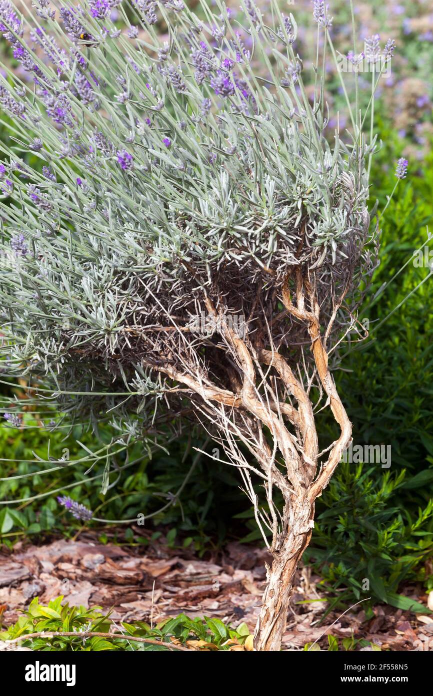 Old lavender plant, Lavender bush plant small woody trunk stem Stock