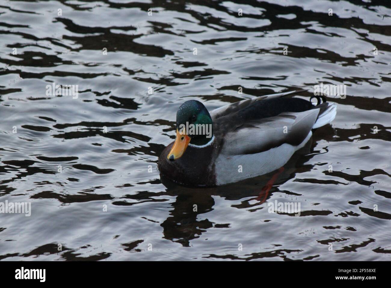 Solitary duck swimming in winter. Mallard photographed in winter swimming in a Scottish river. Close up of a Drake in water. Ducks, UK. Stock Photo