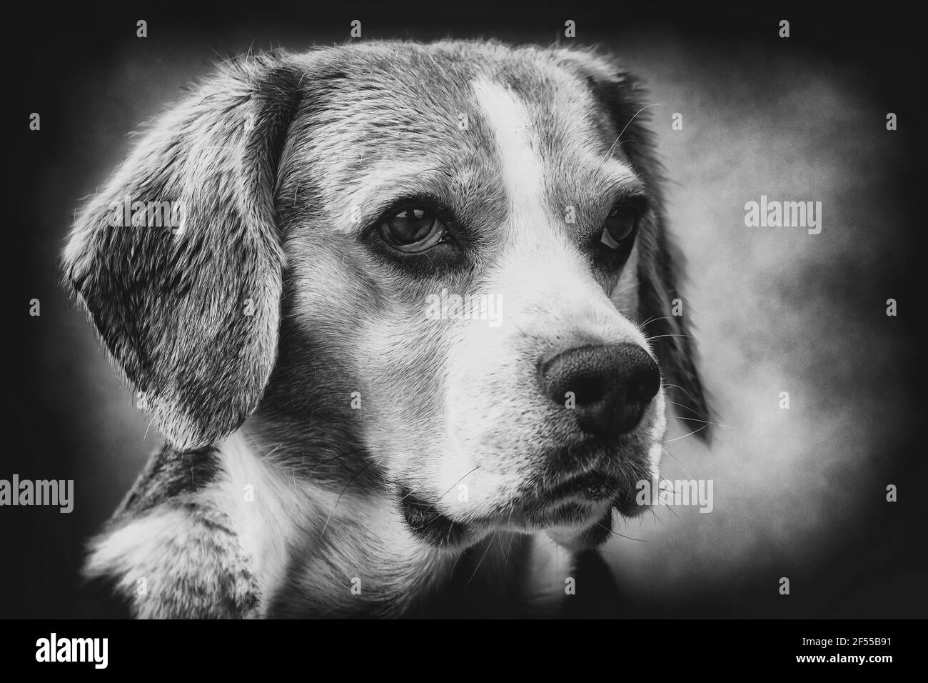 Old-looking shot of a young beagle in black and white Stock Photo