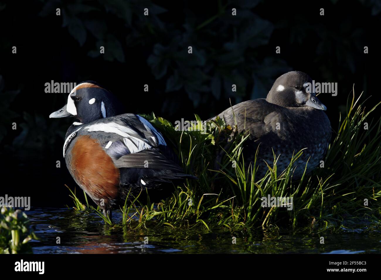 Harlequin Duck - pair in vacinity of nest Histrionicus histrionicus Lake Myvatn region Iceland BI028642 Stock Photo