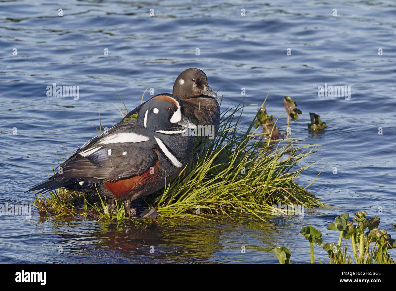 Harlequin Duck - pair in vacinity of nest Histrionicus histrionicus Lake Myvatn region Iceland BI028643 Stock Photo