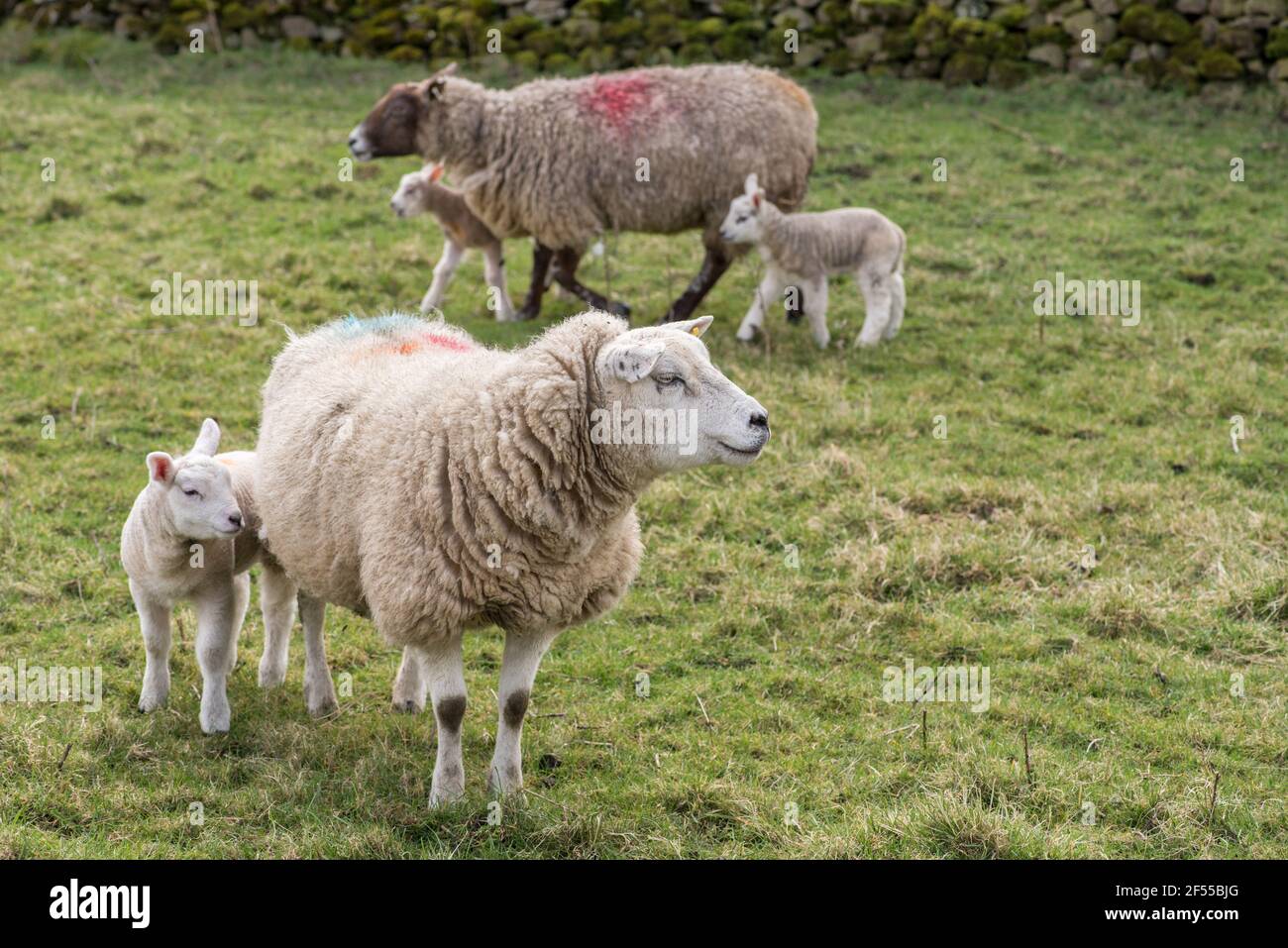 Lambing time in spring north hi-res stock photography and images - Alamy