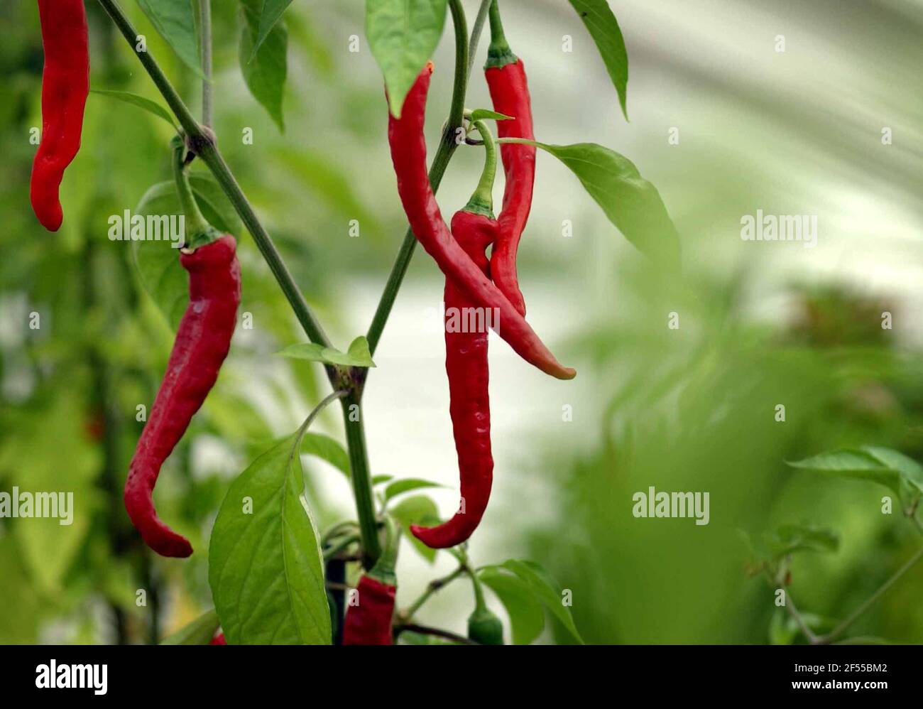 Growing chillies under glass hi-res stock photography and images - Alamy