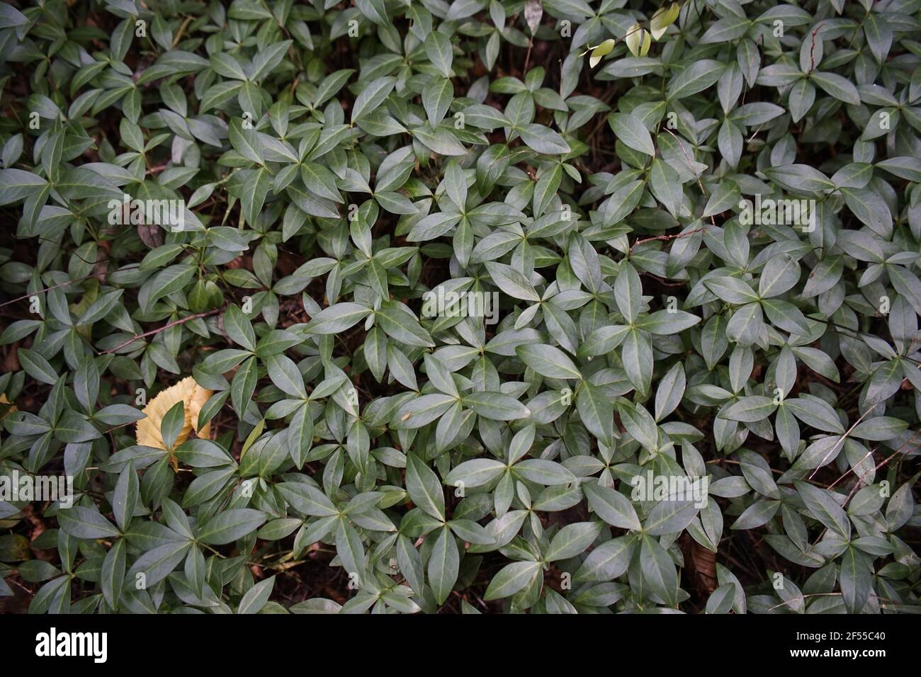 Closeup shot of beautiful green daphne leaves Stock Photo