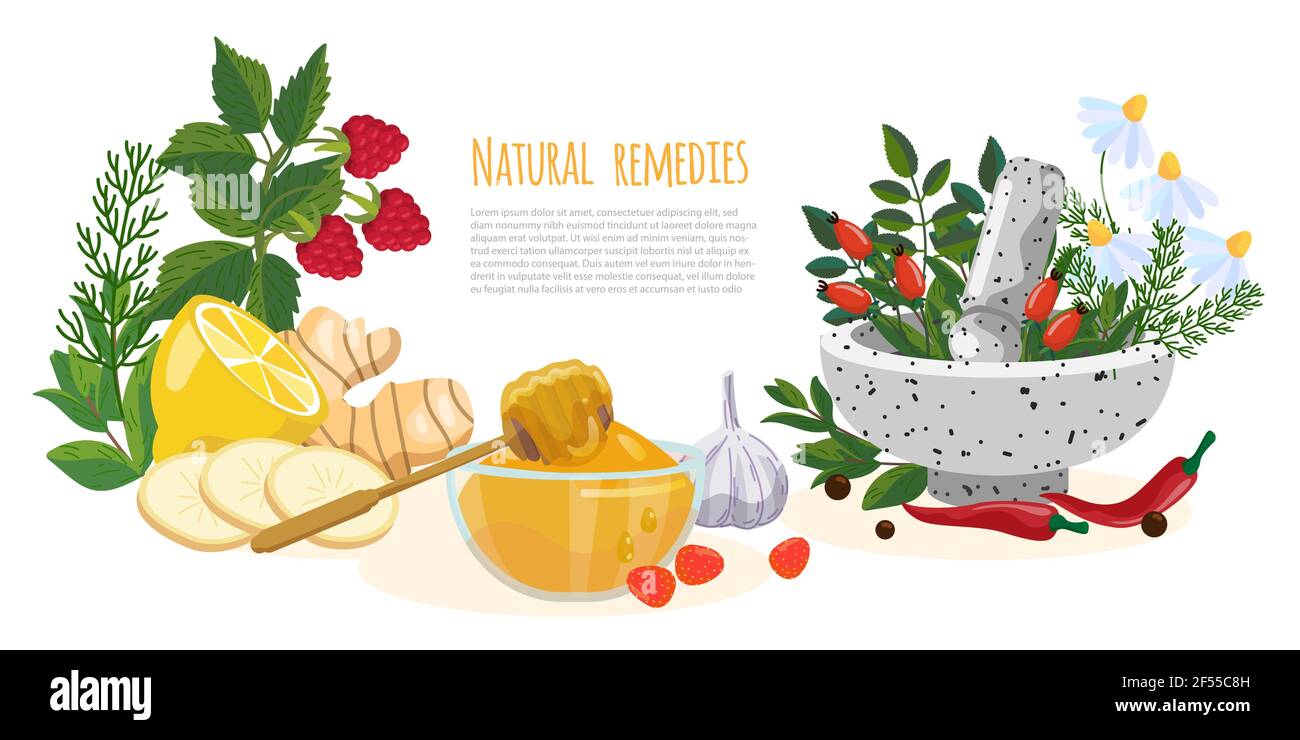 Natural remedies or folk medicine banner. Raspberry, gingrer, honey, garlic, pepper, chili, chamomile, lemon, rose hips, mint, mortar and pestle. Herb Stock Vector
