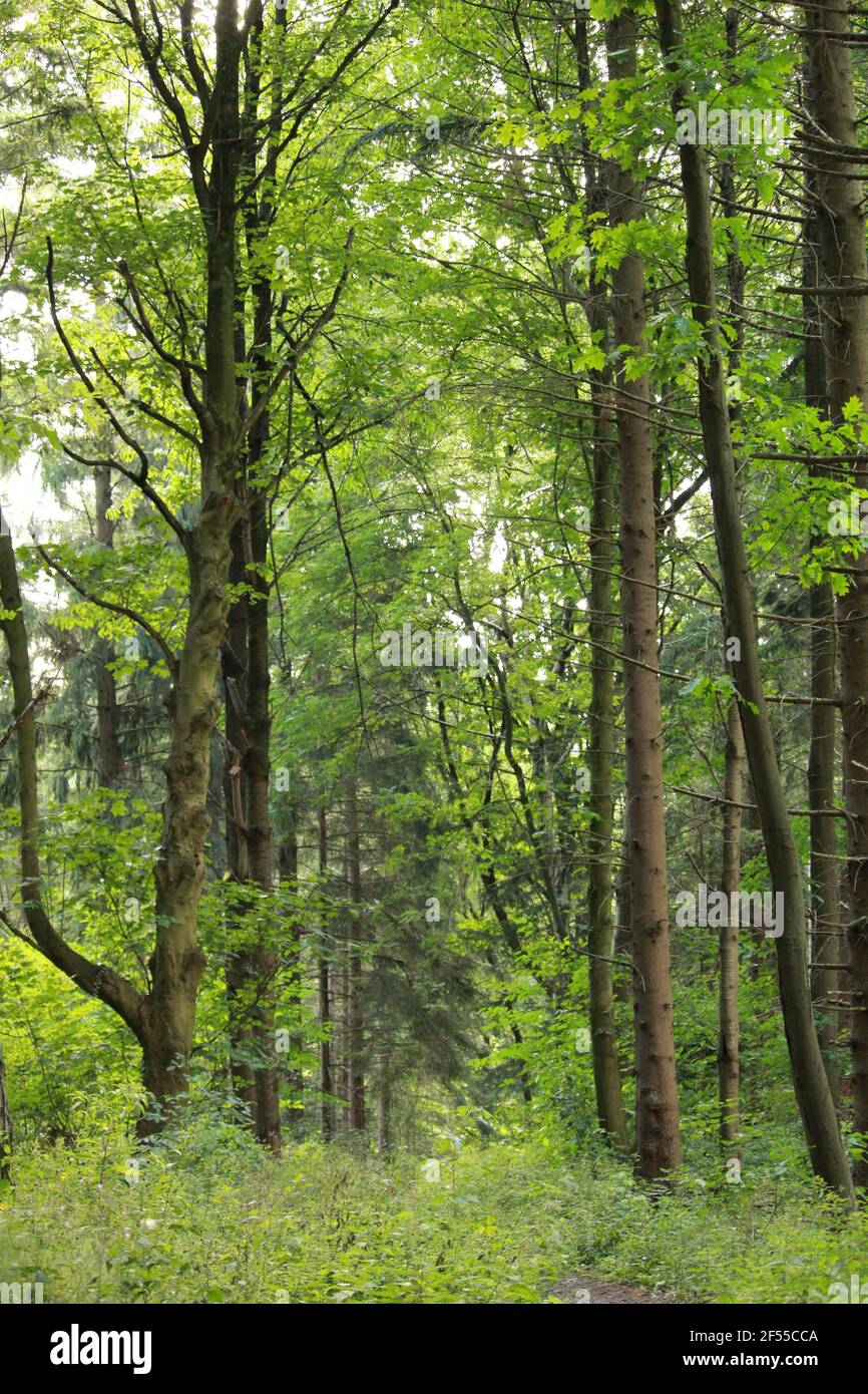 Vertical shot of pine trees in the forest Stock Photo - Alamy