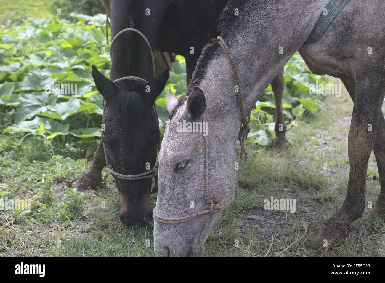 Horses Overeating Grass Symptoms photo