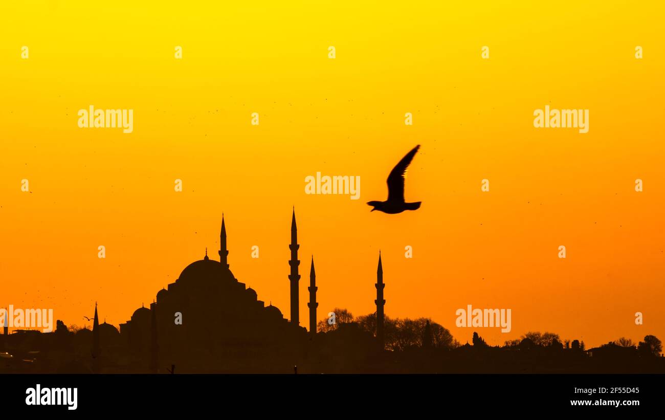 Silhouette of Suleymaniye Mosque and Seagull. Ramadan, kandil and iftar  background photo. Msoques of Istanbul. Islamic wallpaper Stock Photo - Alamy