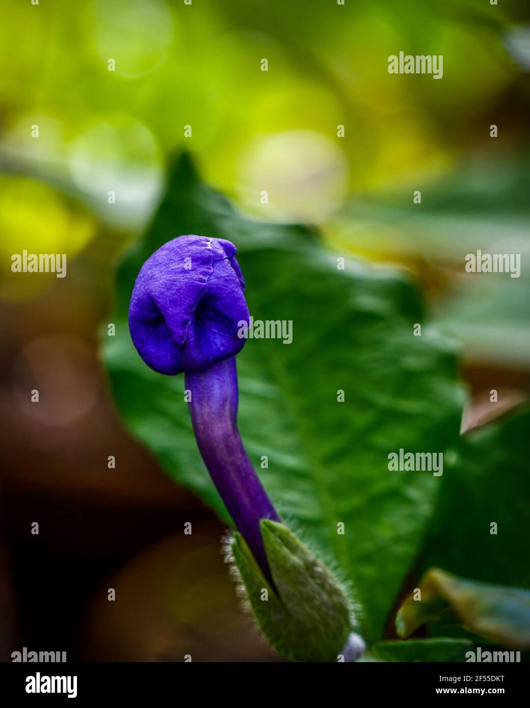 Blue tropical flower blooming, close-up photo of violet blue tropical flower Stock Photo