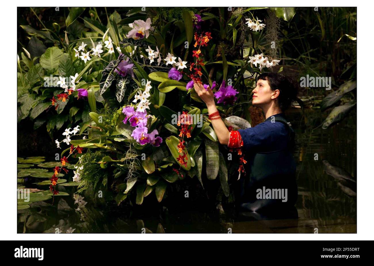 Orchid aphrodisiac effect for Valentine's at Kew Gardens. Lisa Hall with some of the quarter of a million orchids go on show in the hot, steamy Princess of Wales Conservatory for Kews tenth orchid festival, Orchids Exposedpic David Sandison 13/2/2004 Stock Photo