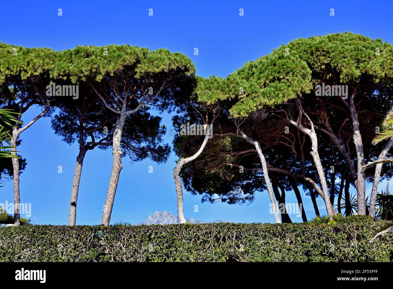Trees on the Beach of Marbella Costa del Sol Andalusia (Andalucia), Spain, Spanish, Stock Photo