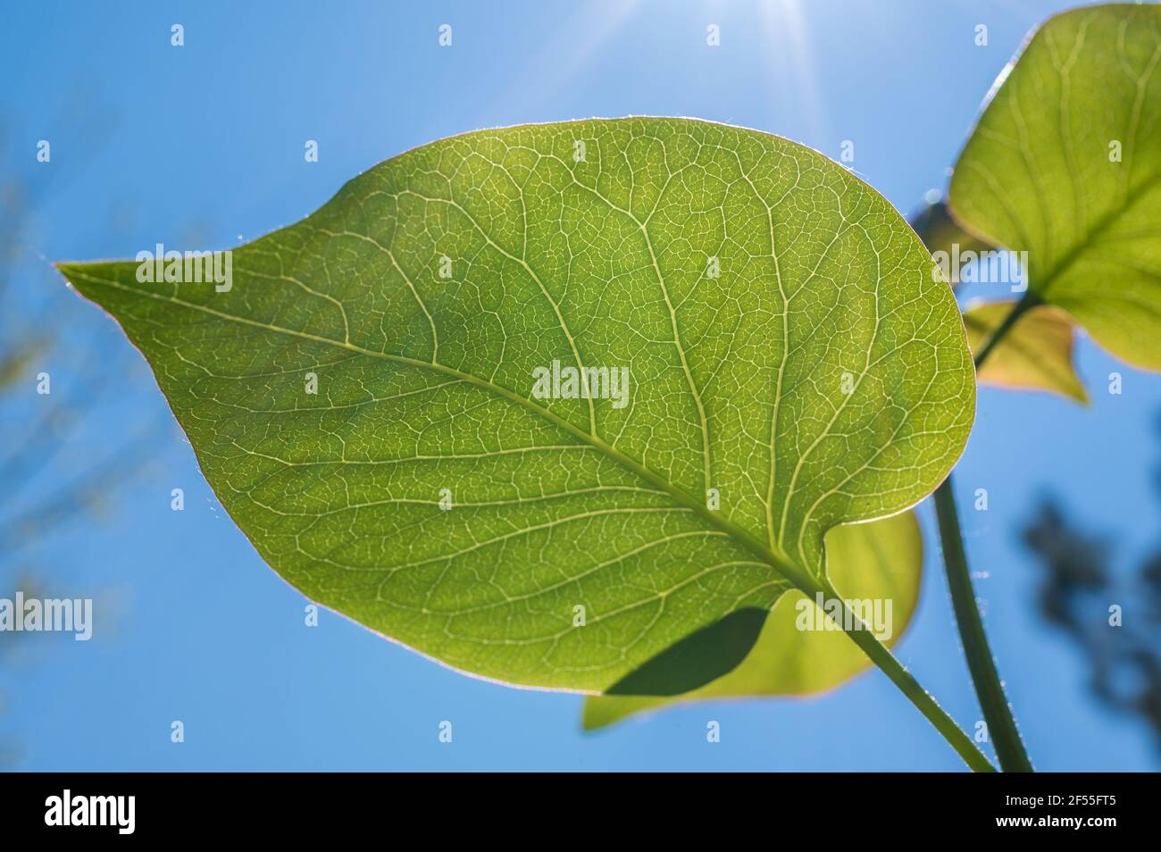 Lush green leaf against a blue sky in the sunshine Stock Photo