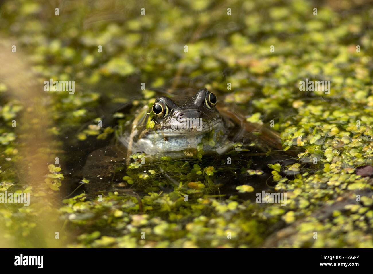 In early spring the Common Frog leaves its winter hibernation den and