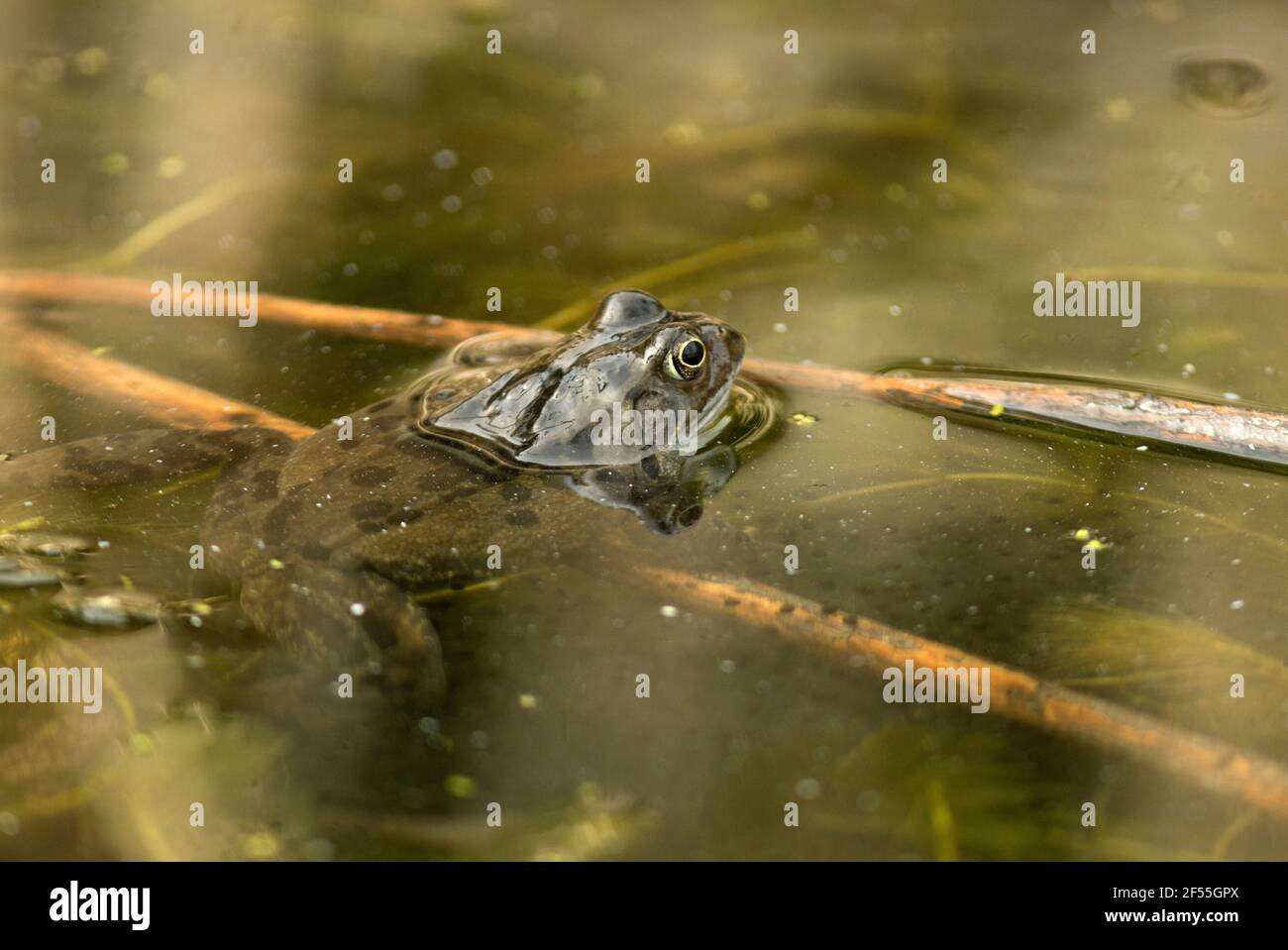 In early spring the Common Frog leaves its winter hibernation den and ...