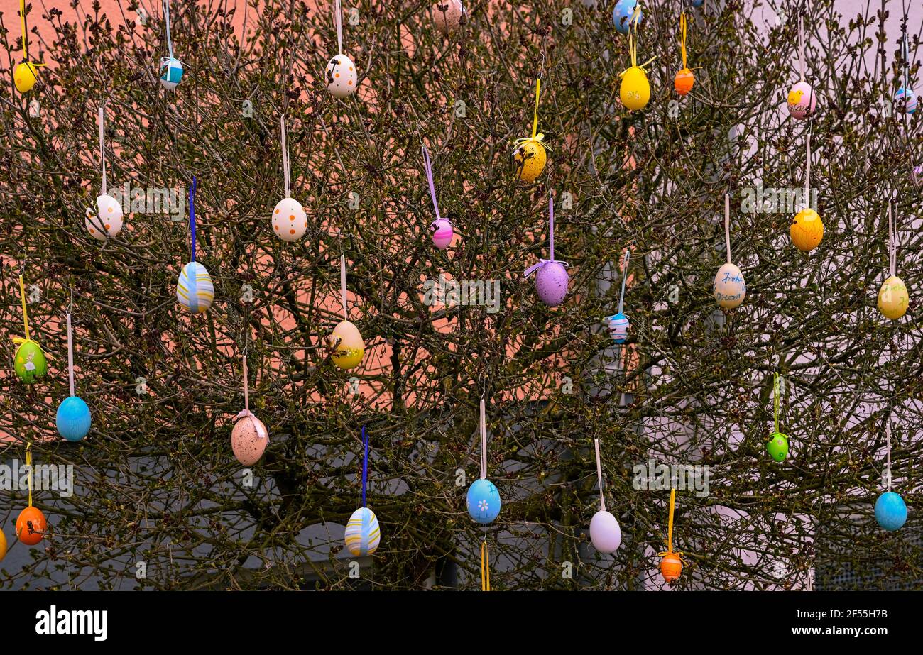 Easter tree decorated with colorful Easter eggs Stock Photo