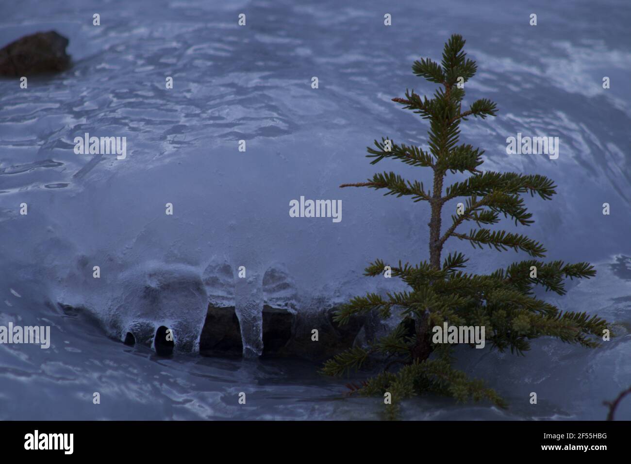 Small spruce tree with ice formations behind Stock Photo - Alamy