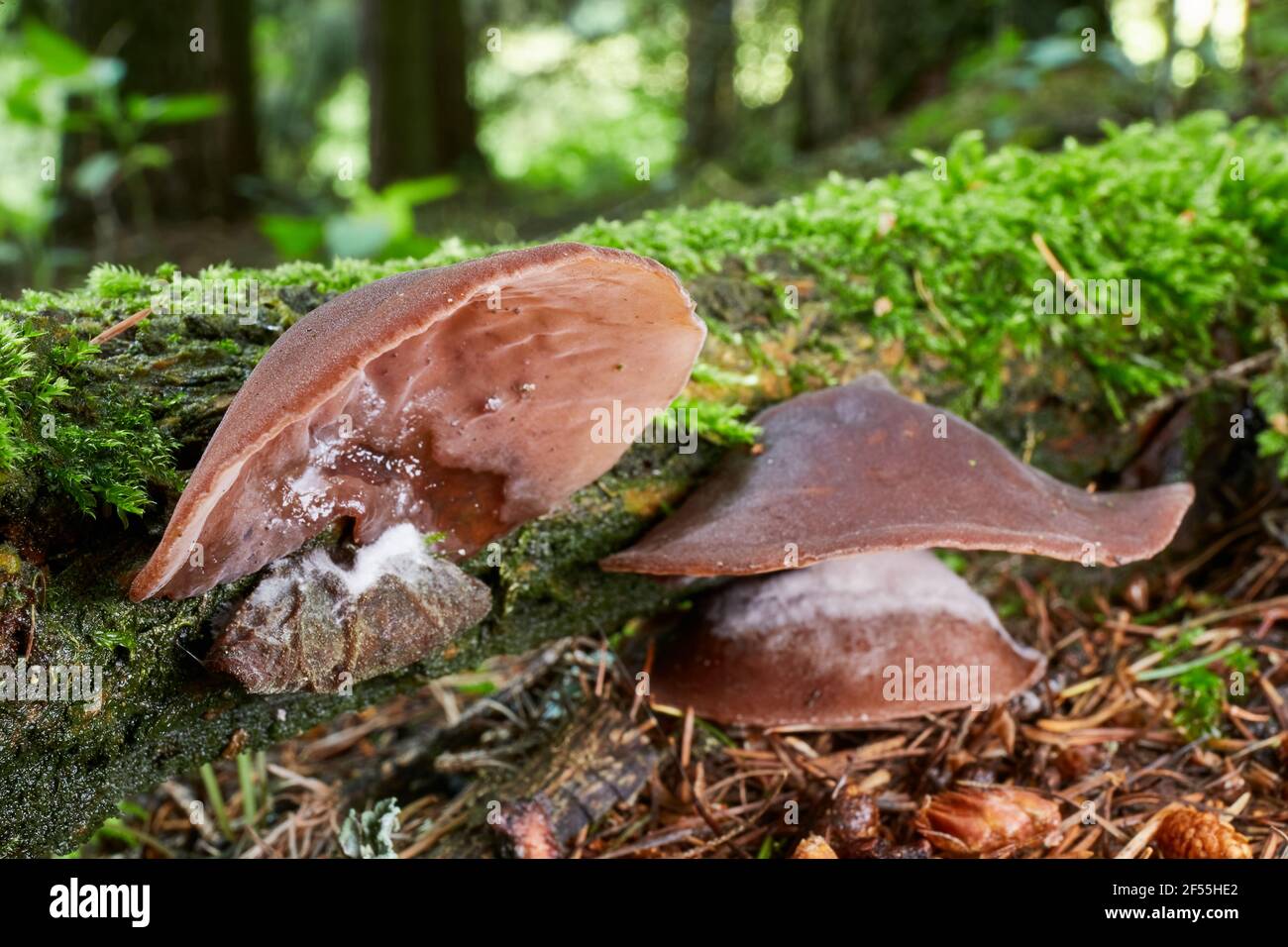 Auricularia auricula-judae - edible mushroom. Fungus in the natural environment. English: Jew's ear, wood ear, jelly ear,Judas's ear Stock Photo