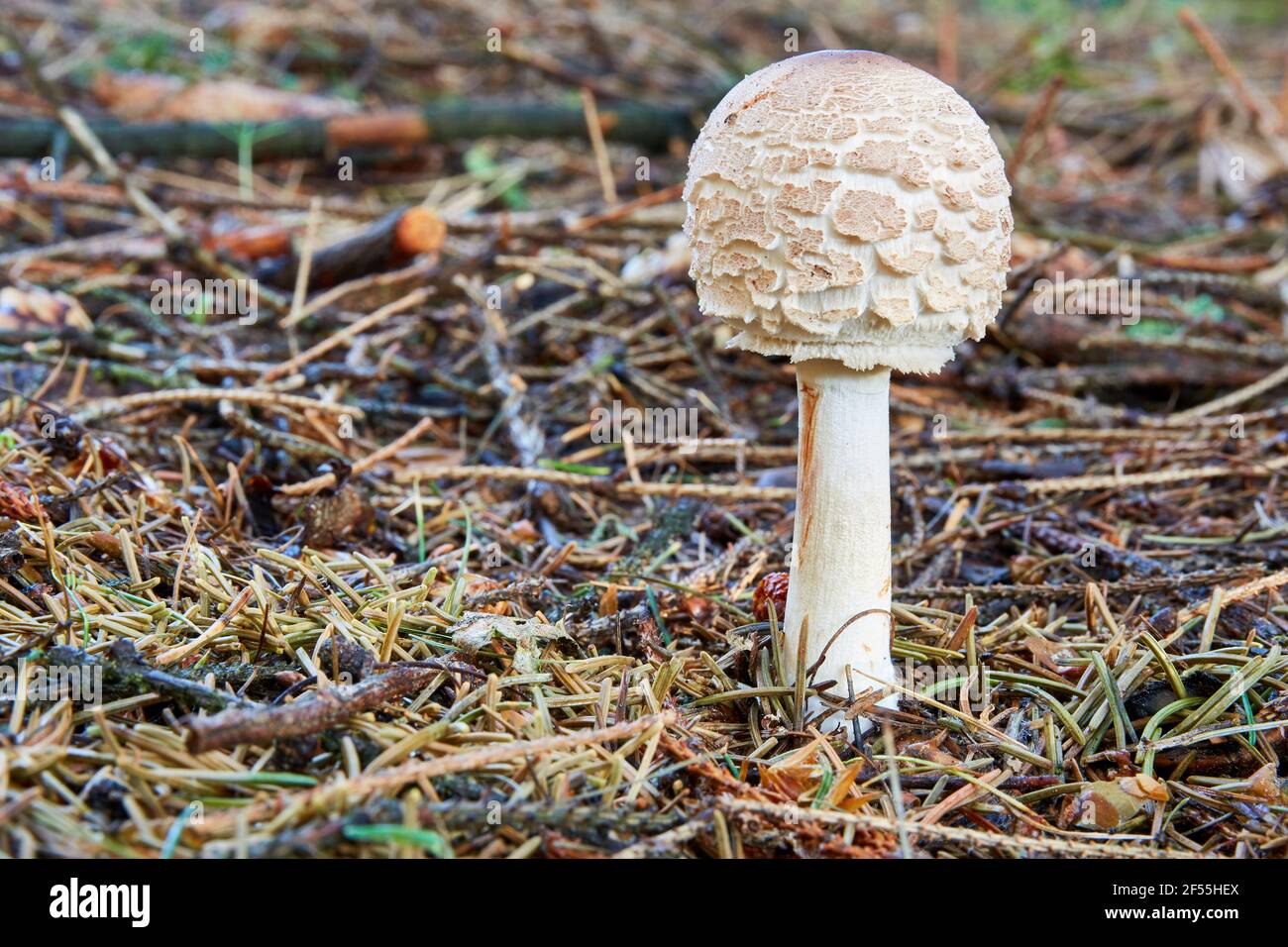Chlorophyllum rachodes - edible mushroom. Fungus in the natural environment. English: Shaggy parasol Stock Photo