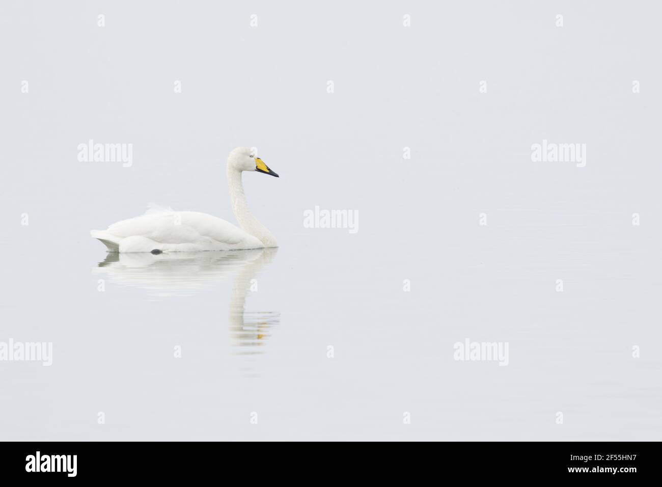 Whooper Swan - on lakeCygnus cygnus Lake Myvatn Iceland BI028883 Stock Photo