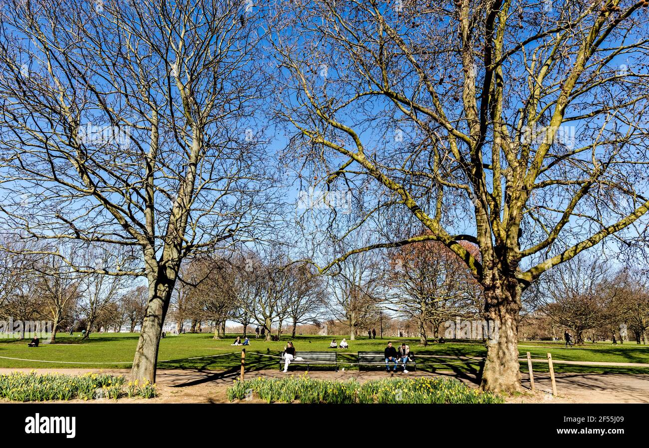 Trees in Hyde Park in Springtime London UK Stock Photo