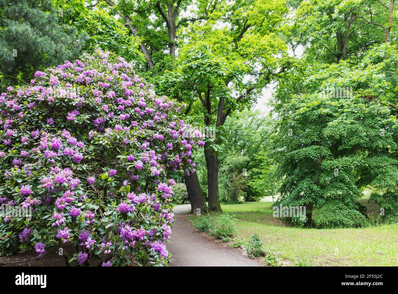 Germany, Saxony, Leipzig, Large rhododendron bush flowering in Palmengarten park with oak trees in background Stock Photo