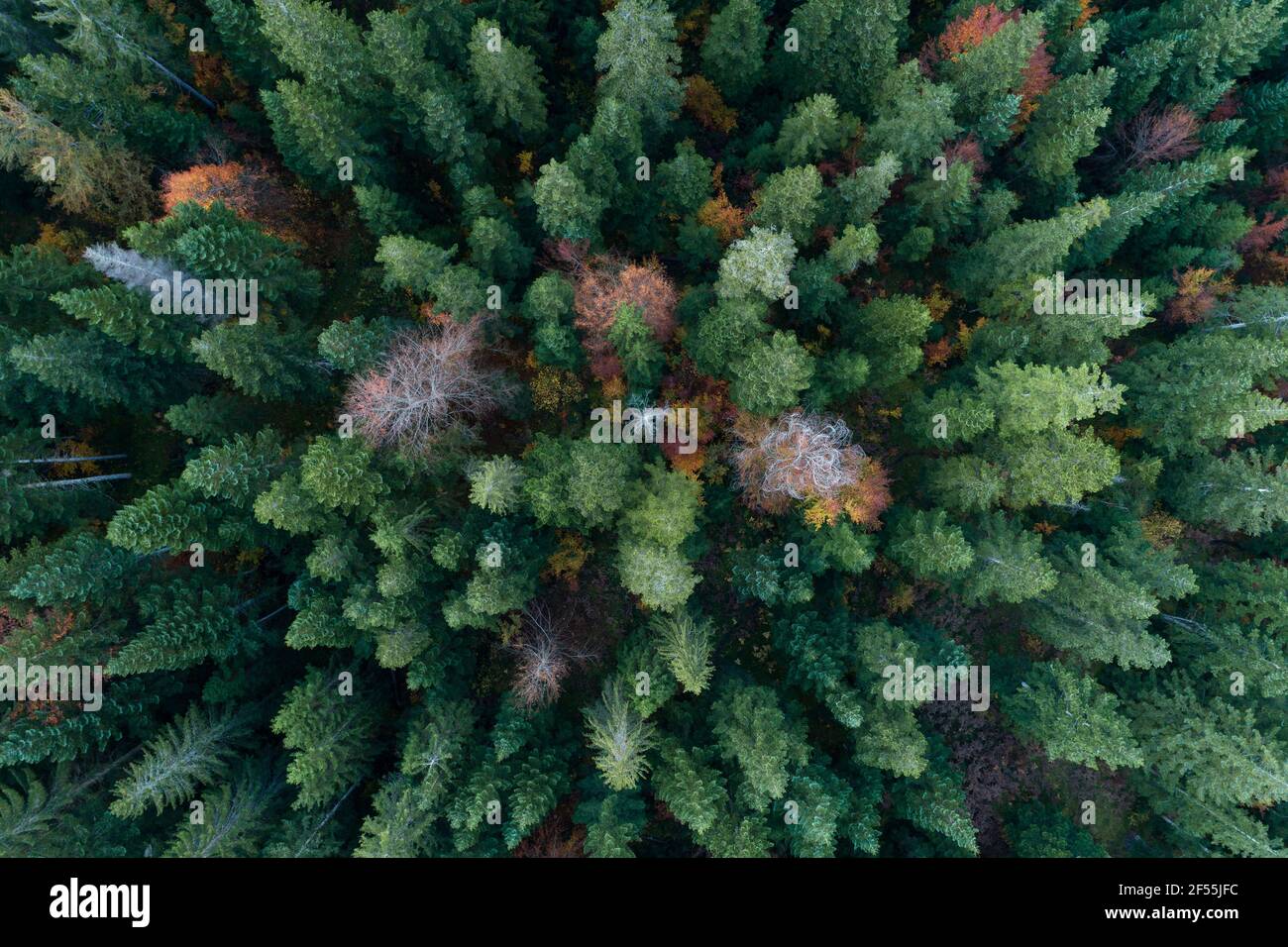 Drone view of green coniferous forest in autumn Stock Photo - Alamy