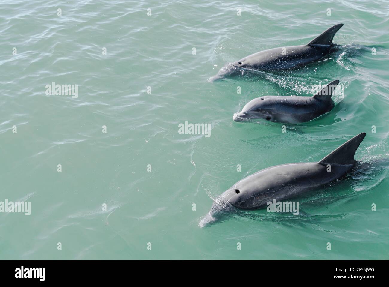 Dolphins swimming near surface Stock Photo