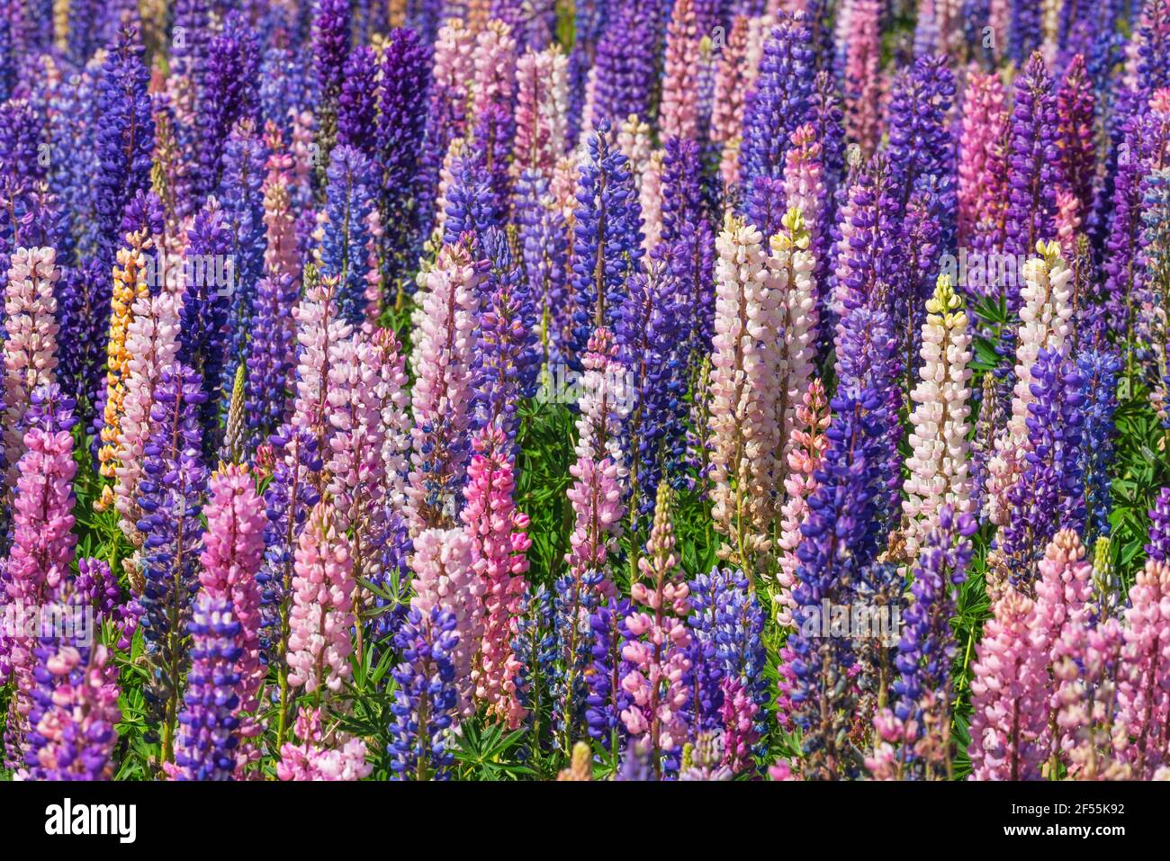 Pink and purple lupines (Lupinus polyphyllus) blooming in springtime meadow Stock Photo